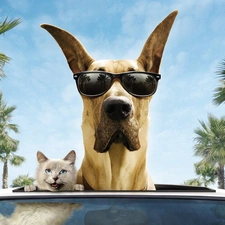 motor car, Glasses, cat, dog