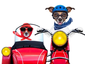 motor-bike, Funny, Dogs, Jack Russell Terrier, Two cars