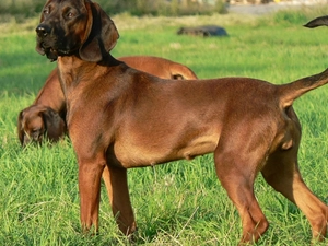 Two cars, Bavarian Mountain Hound, grass, beatyfull