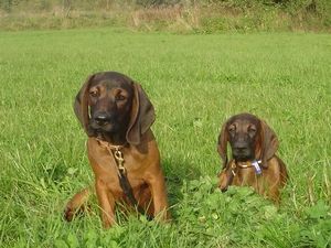 Two cars, Bavarian Mountain Hound, grass, young