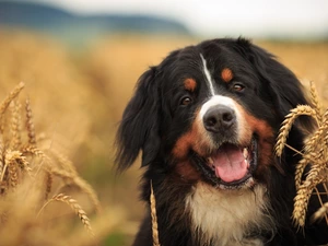 muzzle, ears, Bernese Mountain Dog, corn, dog