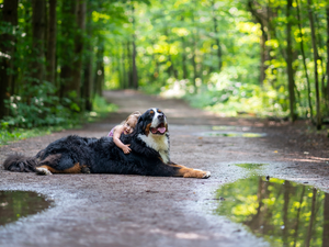 Way, forest, Bernese Mountain Dog, Kid, dog