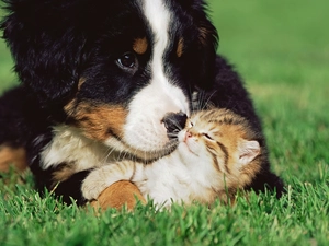 cat, grass, Bernese Mountain Dog, dog