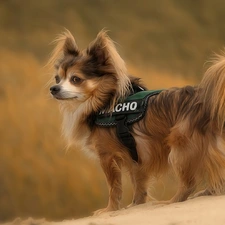 Papillon, mountains, Spaniel