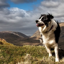 pastoral, Mountains, dog