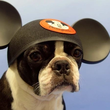 Mickey Mouse, Fan