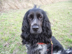 mouth, English Cocker Spaniel, Black, dog