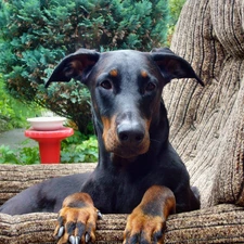 mouth, Chair, Doberman, ##