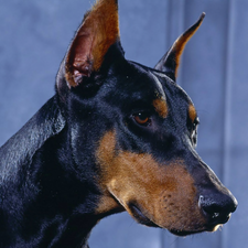 mouth, Doberman