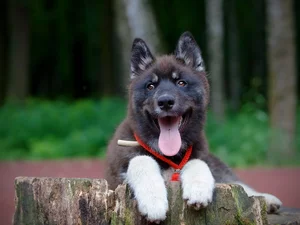 dog, feet, stump, mouth