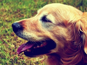 mouth, Tounge, Golden Retriever