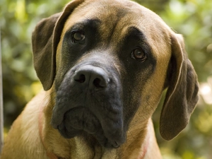 mouth, English mastiff