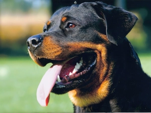 mouth, Rottweiler