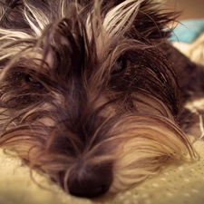 mouth, hair, sleepy, Schnauzer