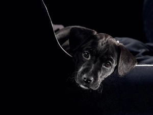 mouth, dog, small, Black