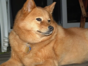 mouth, Finnish Spitz
