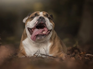 tongue, English Bulldog, mouth