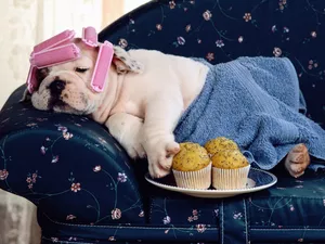 muffins, curlers, dog, Puppy