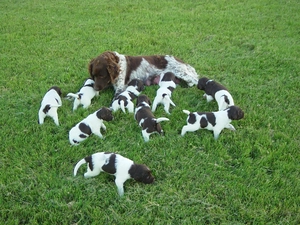 Small Munsterlander, Small Munsterlander Pointer, bitch, puppies