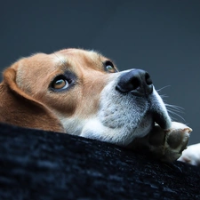 muzzle, Beagle