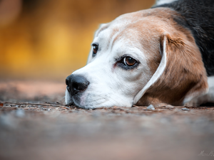 muzzle, dog, Beagle