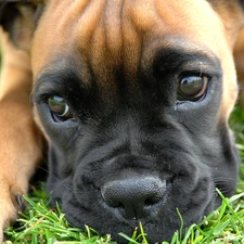 muzzle, boxer