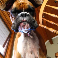 muzzle, boxer