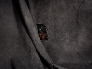 dog, muzzle, curtain, Dachshund Shorthair