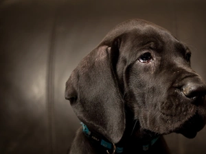 muzzle, Brown, doggy