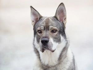 muzzle, dog, Elkhund