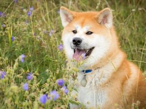 muzzle, Shiba inu, Meadow, Tounge, dog, Flowers, dog-collar