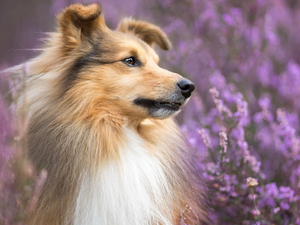 dog, muzzle, Flowers, shetland Sheepdog