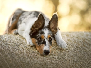 dog, muzzle, Hay, Border Collie