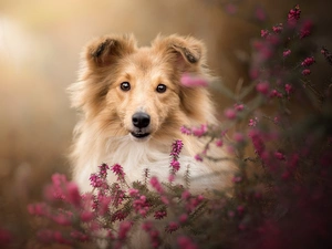dog, muzzle, heathers, shetland Sheepdog