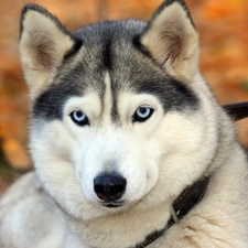 muzzle, Husky