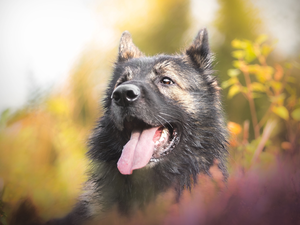muzzle, dog, Keeshond