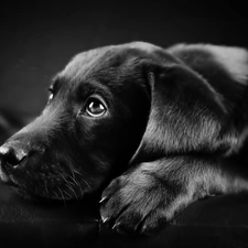 Labrador, muzzle, Black