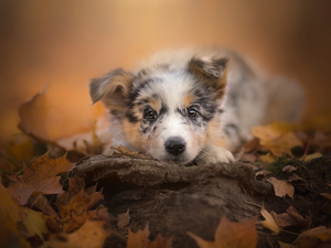 Puppy, muzzle, Leaf, Australian Shepherd
