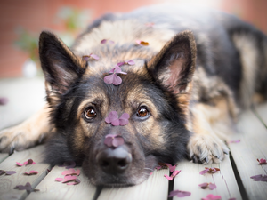 dog, muzzle, leaves, German Shepherd