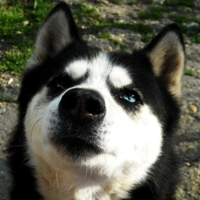 muzzle, The look, Husky