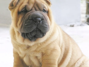 muzzle, Shar Pei