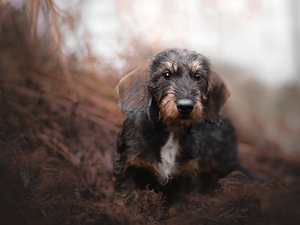 dog, muzzle, Plants, Wirehaired Dachshund