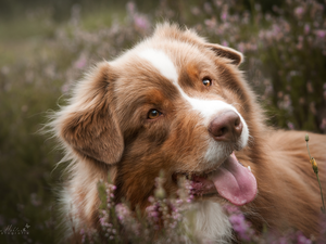 dog, muzzle, Plants, Australian Shepherd
