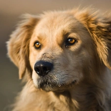 muzzle, Golden Retriever, dog