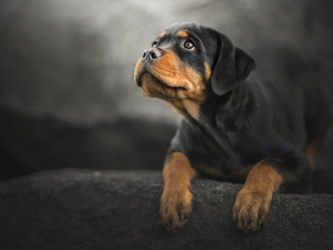 muzzle, Puppy, Rottweiler
