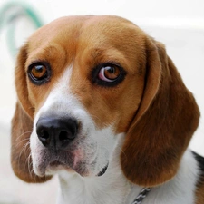 sad, muzzle, Beagle