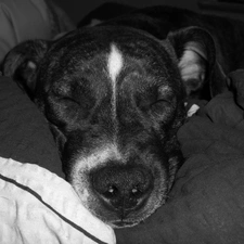 sleepy, muzzle, Amstaff