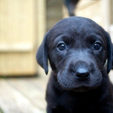 muzzle, Labrador, small, puppie