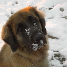 muzzle, Leonbergera, A snow-covered