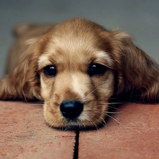 Spaniel, muzzle, Cocker